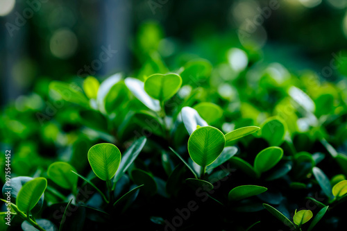 Beautiful dark green leaf texture, spot shot, natural green leaves used as background for nature wallpaper or tropical cover