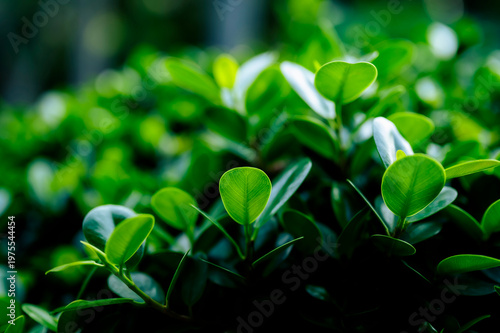 Beautiful dark green leaf texture, spot shot, natural green leaves used as background for nature wallpaper or tropical cover