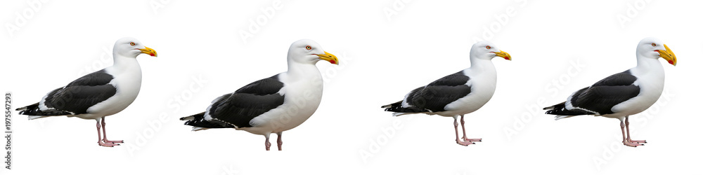 Fototapeta premium Collection of four kelp gulls standing isolated on a black background