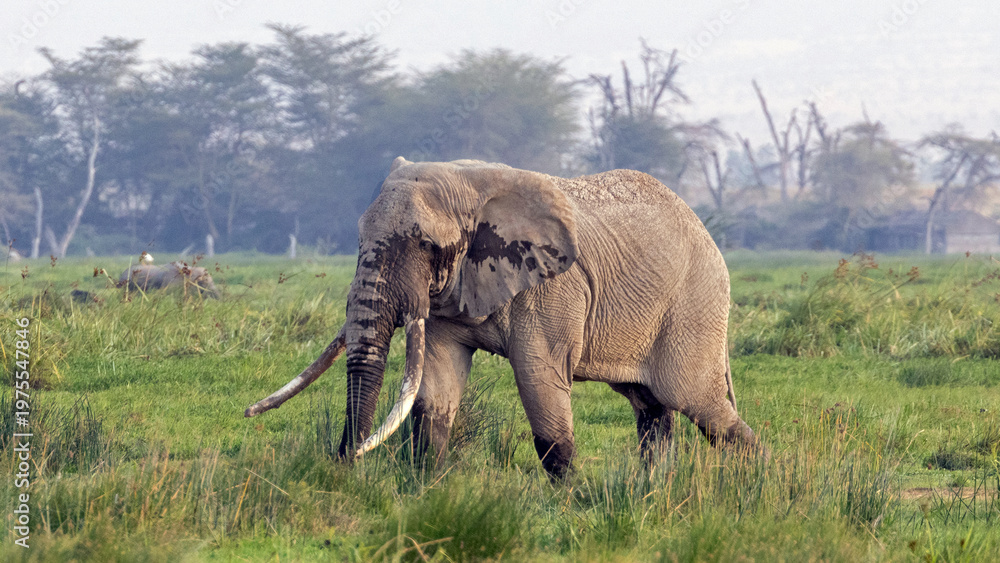 Fototapeta premium African elephant bull tusker named Pascal who was wading and giving himself a mudbath in Amboseli National Park in East Africa Kenya KEN