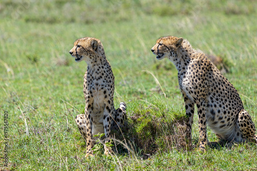 Porträt zweier Geparden, die im Gras der Serengeti sitzen