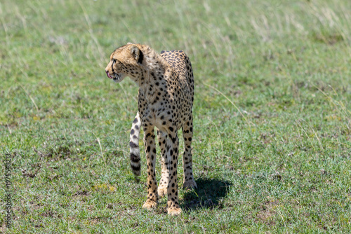 Gepard steht im Gras der Serengeti in Tansania