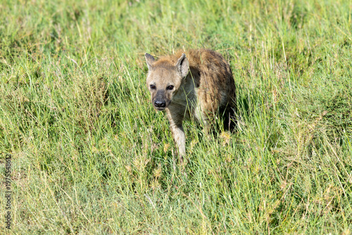Hyäne läuft durch hohes Gras der Serengeti in Afrika