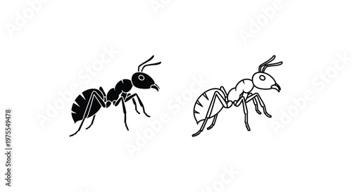 Ants Illustration Worker and Queen Comparison Guide Vector