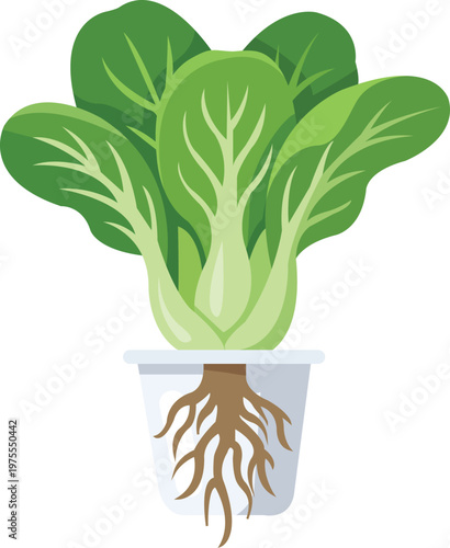 Bok Choy Cup Hydroponic Plant Illustration With Visible Roots And Fresh Greens In Clear Pot