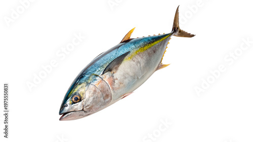 Foto Fresh tuna fish caught from the ocean ready for cooking or sale isolated on tran