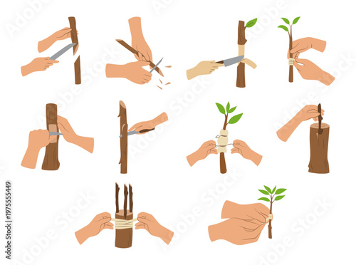 A collection of illustrations showing vegetative plant propagation methods through cutting. Suitable for educational materials, gardening guides, and botanical-themed designs.