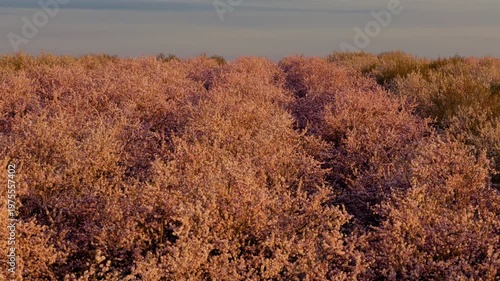 Aerial Side Flight Over Blooming Almond Orchard at Sunrise with Pink Blossoms in Spring