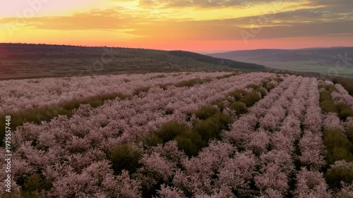 Dynamic Aerial Approach with Descent to Blooming Almond Orchard Revealing Sunrise