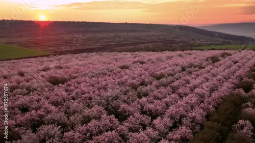 Cinematic Backward Flight Over Blooming Almond Orchard at Sunrise Landscape