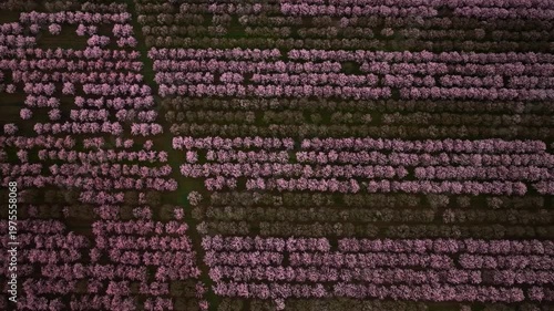 Abstract Aerial Pattern of Orchard Rows with Blooming and Bare Trees in Contrast