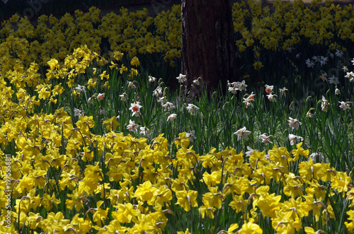 春が来た。スイセンの開花便りが届いてくる季節になった。気分も浮き浮きしてくる。晴れ上がった春の日曜日、スイセンの花が見たくなって、ひたち海浜公園へ。春風が優しく吹いている。今を盛りに青空の下、可憐な黄色や白、ピンクの花びらが咲き誇っている。ゆらゆらと風に揺られて心地よさそう。カメラのレンズを向けたまま、時を忘れてシャッターを切った。至福の時。美しいスイセン。今日一日、幸せな気分に浸ることができた。