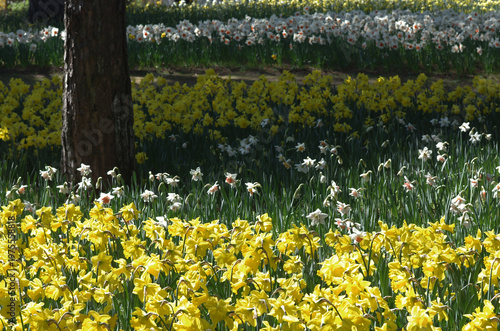 春が来た。スイセンの開花便りが届いてくる季節になった。気分も浮き浮きしてくる。晴れ上がった春の日曜日、スイセンの花が見たくなって、ひたち海浜公園へ。春風が優しく吹いている。今を盛りに青空の下、可憐な黄色や白、ピンクの花びらが咲き誇っている。ゆらゆらと風に揺られて心地よさそう。カメラのレンズを向けたまま、時を忘れてシャッターを切った。至福の時。美しいスイセン。今日一日、幸せな気分に浸ることができた。