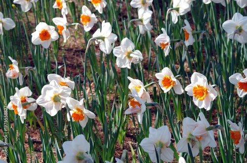 春が来た。スイセンの開花便りが届いてくる季節になった。気分も浮き浮きしてくる。晴れ上がった春の日曜日、スイセンの花が見たくなって、ひたち海浜公園へ。春風が優しく吹いている。今を盛りに青空の下、可憐な黄色や白、ピンクの花びらが咲き誇っている。ゆらゆらと風に揺られて心地よさそう。カメラのレンズを向けたまま、時を忘れてシャッターを切った。至福の時。美しいスイセン。今日一日、幸せな気分に浸ることができた。