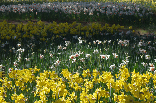 春が来た。スイセンの開花便りが届いてくる季節になった。気分も浮き浮きしてくる。晴れ上がった春の日曜日、スイセンの花が見たくなって、ひたち海浜公園へ。春風が優しく吹いている。今を盛りに青空の下、可憐な黄色や白、ピンクの花びらが咲き誇っている。ゆらゆらと風に揺られて心地よさそう。カメラのレンズを向けたまま、時を忘れてシャッターを切った。至福の時。美しいスイセン。今日一日、幸せな気分に浸ることができた。