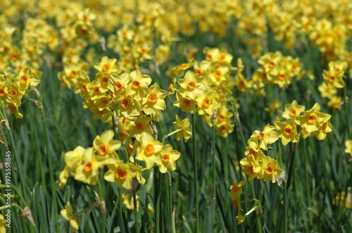 春が来た。スイセンの開花便りが届いてくる季節になった。気分も浮き浮きしてくる。晴れ上がった春の日曜日、スイセンの花が見たくなって、ひたち海浜公園へ。春風が優しく吹いている。今を盛りに青空の下、可憐な黄色や白、ピンクの花びらが咲き誇っている。ゆらゆらと風に揺られて心地よさそう。カメラのレンズを向けたまま、時を忘れてシャッターを切った。至福の時。美しいスイセン。今日一日、幸せな気分に浸ることができた。