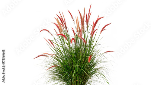 Fotografía ornamental grass tuft with red tips isolated on transparent background cut out