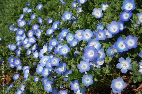 春が来た。ネモフィラの便りが届いてくる季節になった。晴れ上がった日曜日、ネモフィラを見たくなって、ひたち海浜公園へ。咲きそろうにはもう少し。三分咲きのネモフィラが、開花前の緑の葉とマッチしていて、爽やかな景色。見上げれば青空が際限なく天空に広がっている。ネモフィラにカメラのレンズを向けたまま、時を忘れてシャッターを切った。至福の時。今日一日、幸せな気分に浸ることができた。