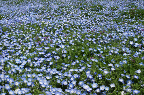 春が来た。ネモフィラの便りが届いてくる季節になった。晴れ上がった日曜日、ネモフィラを見たくなって、ひたち海浜公園へ。咲きそろうにはもう少し。三分咲きのネモフィラが、開花前の緑の葉とマッチしていて、爽やかな景色。見上げれば青空が際限なく天空に広がっている。ネモフィラにカメラのレンズを向けたまま、時を忘れてシャッターを切った。至福の時。今日一日、幸せな気分に浸ることができた。