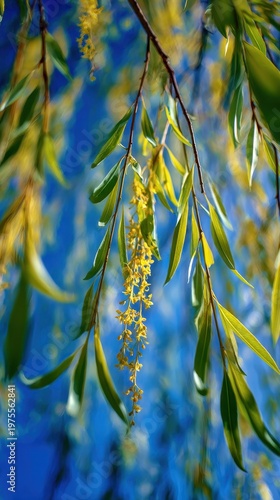 Delicate yellow flowers and long green leaves hang from a tree branch against a vibrant blue sky on a sunny day providing a beautiful natural scene