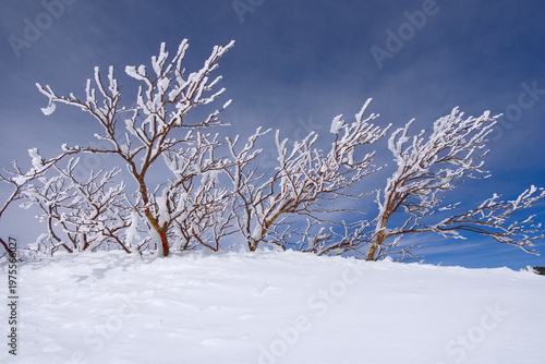 長野県の蓼科山、霧氷が覆う山頂の樹木