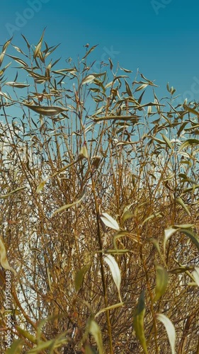 Withered willow leaves against a blue autumn sky on a sunny day. The concept of nature falling asleep in autumn.