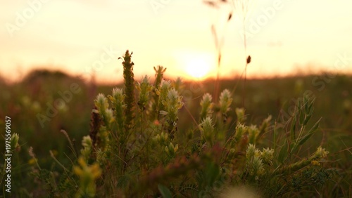 Cuadro en lienzo Sunset over blooming meadow, Golden hour in nature, Peaceful wildflowers at dusk
