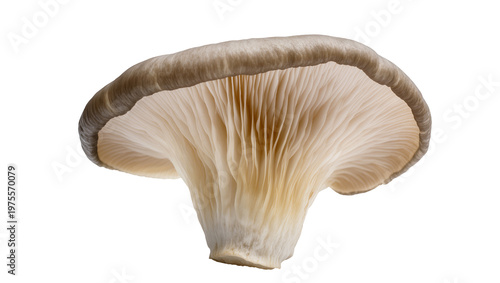 Oyster mushroom with delicate gills, isolated on transparent background