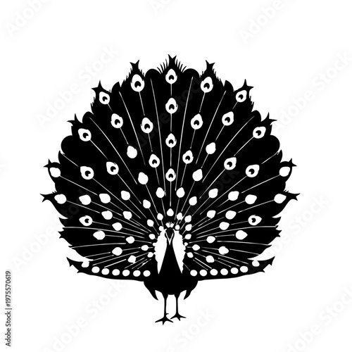 Peacock displaying tail feathers in silhouette during courtship against a white background