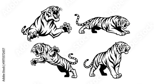 Four Striking Black and White Tiger Illustrations in Dynamic Poses.