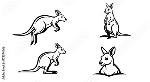 Kangaroo Illustrations - A Collection of Australian Wildlife Art.