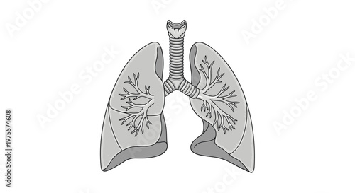 Grayscale anatomical illustration of human lungs and trachea, highlighting the internal structure and branching of the bronchial tubes.