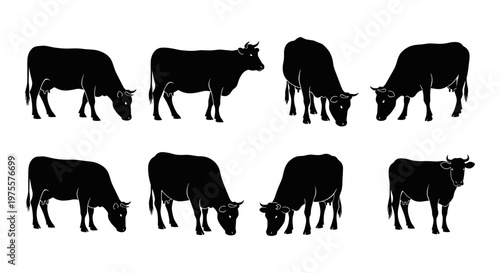 Black cow silhouettes set of 8 vector icons. Grazing cattle farm animals collection. Livestock bull and heifer silhouettes for dairy and meat industry
