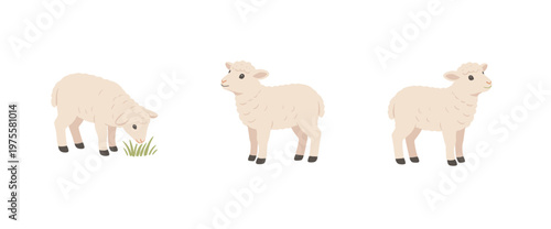 Three Realistic White Lamb Illustrations Grazing and Standing Isolated on White Background, High Quality Animal Agriculture Vector Graphic Resource