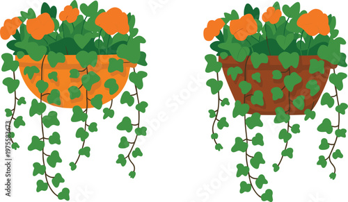 Hanging flower pots with trailing ivy and orange blooms decorative plant illustration