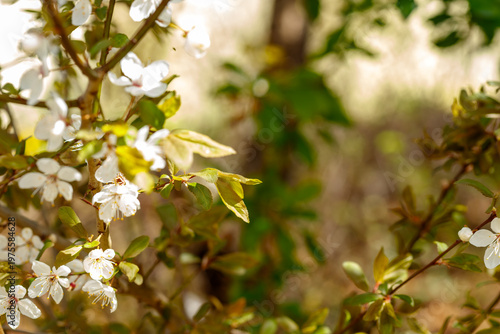 White tree blossoms blooming on branches showing fresh spring growth