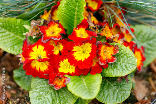 Red and yellow primrose flowers blooming in green garden