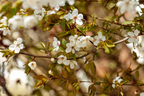 White cherry blossom flowers blooming on tree branch