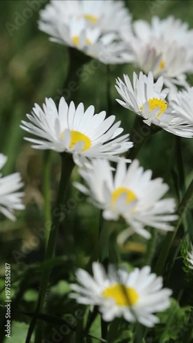 White daisies in the grass