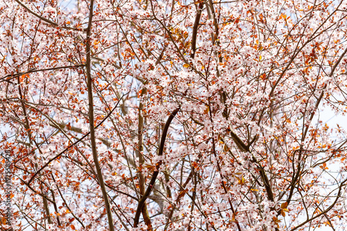 Cherry blossom tree branches blooming in springtime