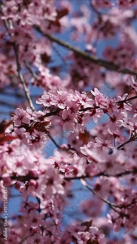 Cherry plum nigra (Prunus cerasifera)