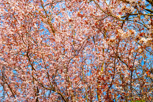 Cherry blossom flowers blooming against blue sky in spring