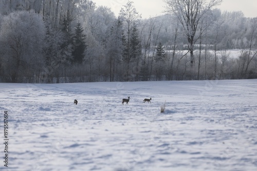 calm winter scene with deer in open field and frosted trees behind