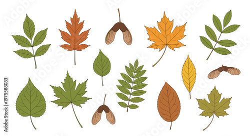 Large collection of diverse autumn leaves in various shapes and fall colors like green, orange, and yellow, including maple and rowan types.