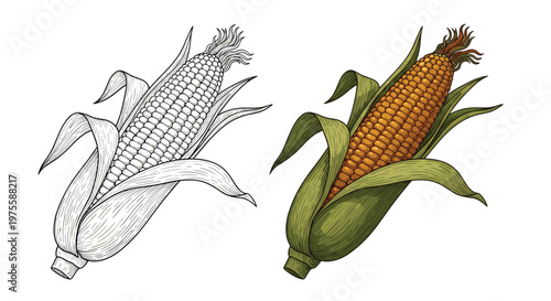 Two detailed illustrations of an ear of corn with husks, one in black and white line art and the other in realistic golden yellow colors.