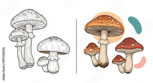 Side-by-side comparison shows detailed line art sketches and colored versions of amanita and other forest mushrooms in an artistic style.