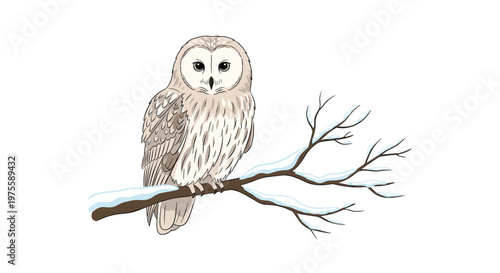 Beautiful illustration shows a white owl with subtle markings perched calmly on a snow-covered tree branch against a white background.