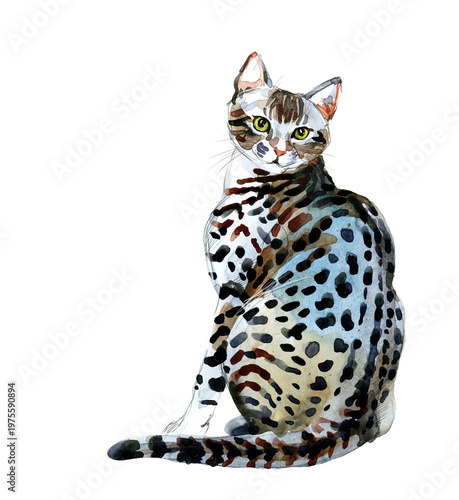 Fotografie Egyptian Mau cat
