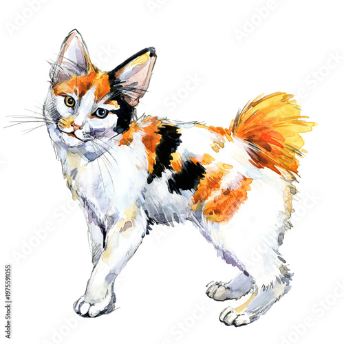 Obraz na plátně Japanese Bobtail Longhair cat
