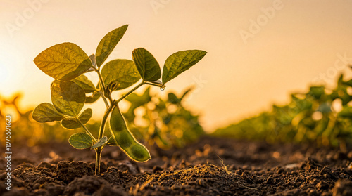 Φωτογραφία Vibrant young soybean plant with lush green leaves and developing pods, growing in rich soil during golden sunrise